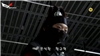 My Girlfriend Is Gumiho Ep 11/16