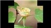 Unchained Melody (Handmade Clip)