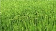 Người Miền Tây