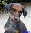 khang