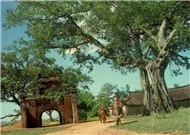 THU TRƯỜNG - NHẠC RU CON