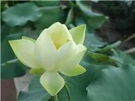 Những ca khúc nhạc Trịnh