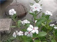 Hi Vọng Dư Thừa Với Một Ai Đ&oacute; ...